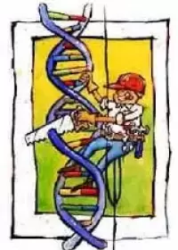 A Genética Humana no Livro Didáctico de Biologia 