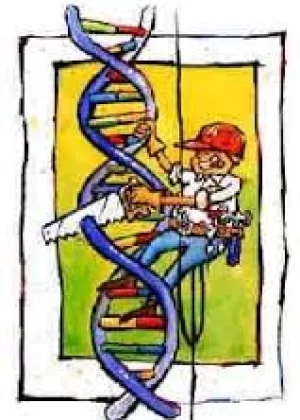 A Genética Humana no Livro Didáctico de Biologia 
