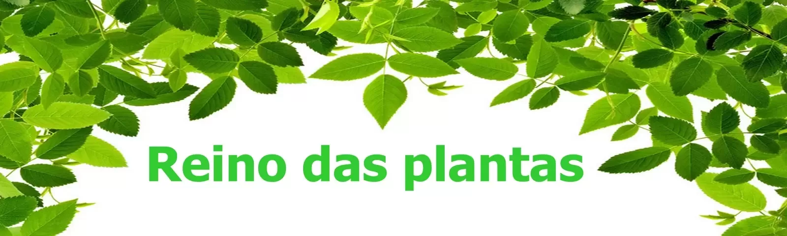 Reino das Plantas